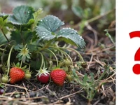 Фото клубники со знаком вопроса