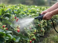 Клубничные кусты опрыскивают фото