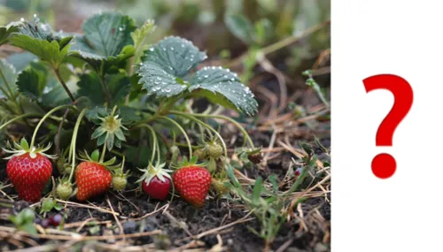Фото клубники со знаком вопроса
