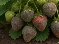 Фото серой гнили на клубнике