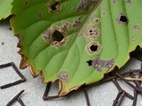 Ожог листьев клубники фото