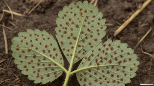 фото ржавчина листьев клубники