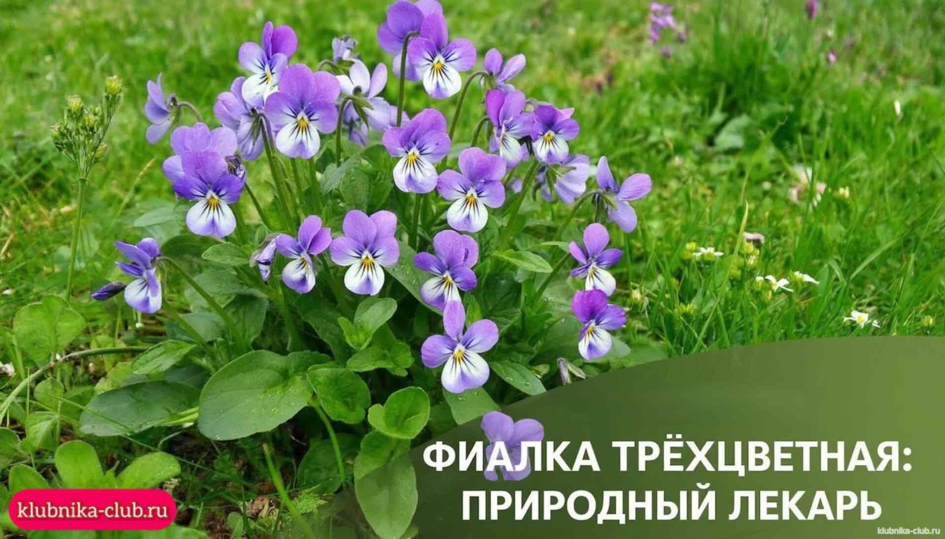 Трёхцветная фиалка