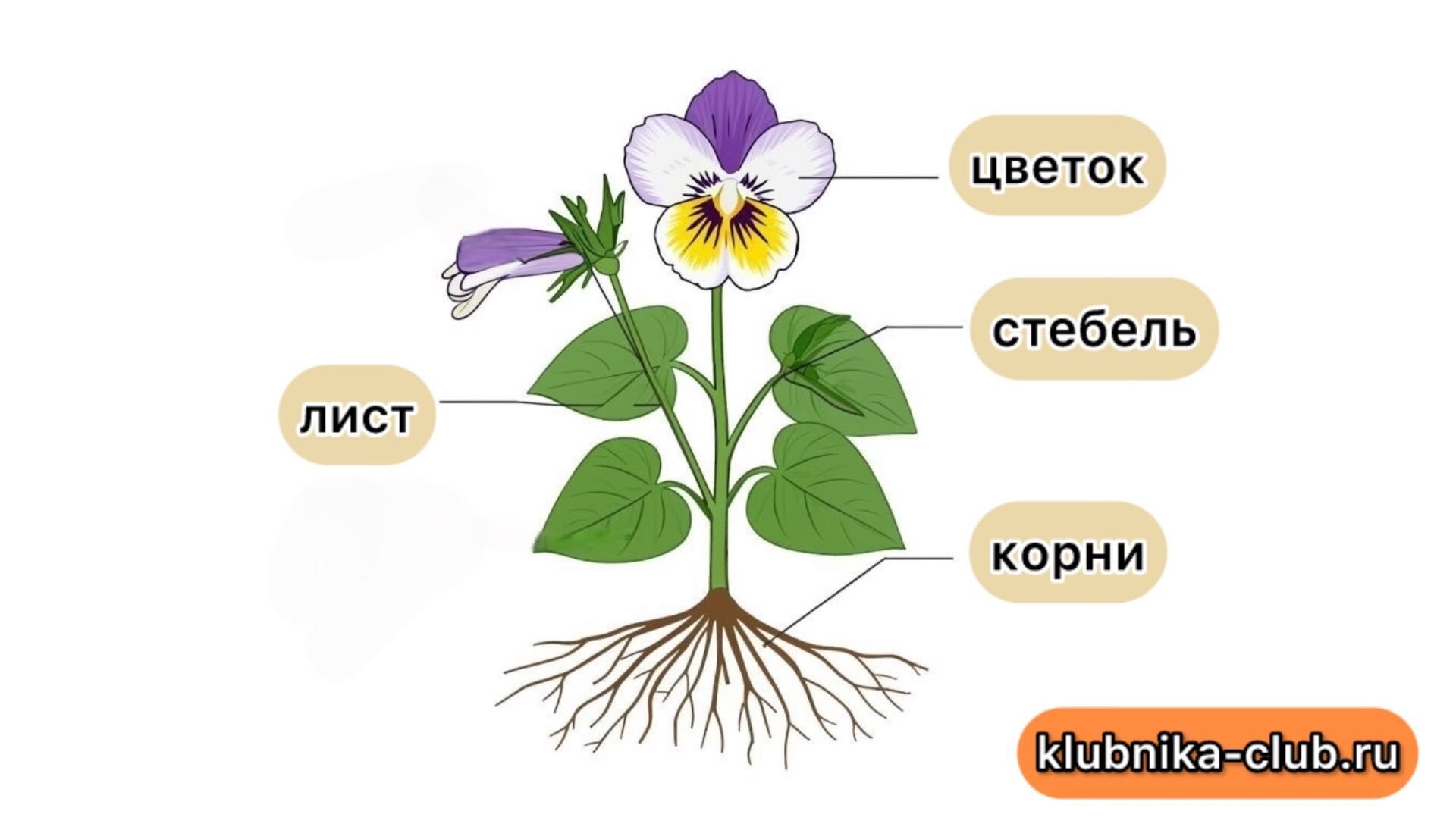 Строение фиалки трехцветной