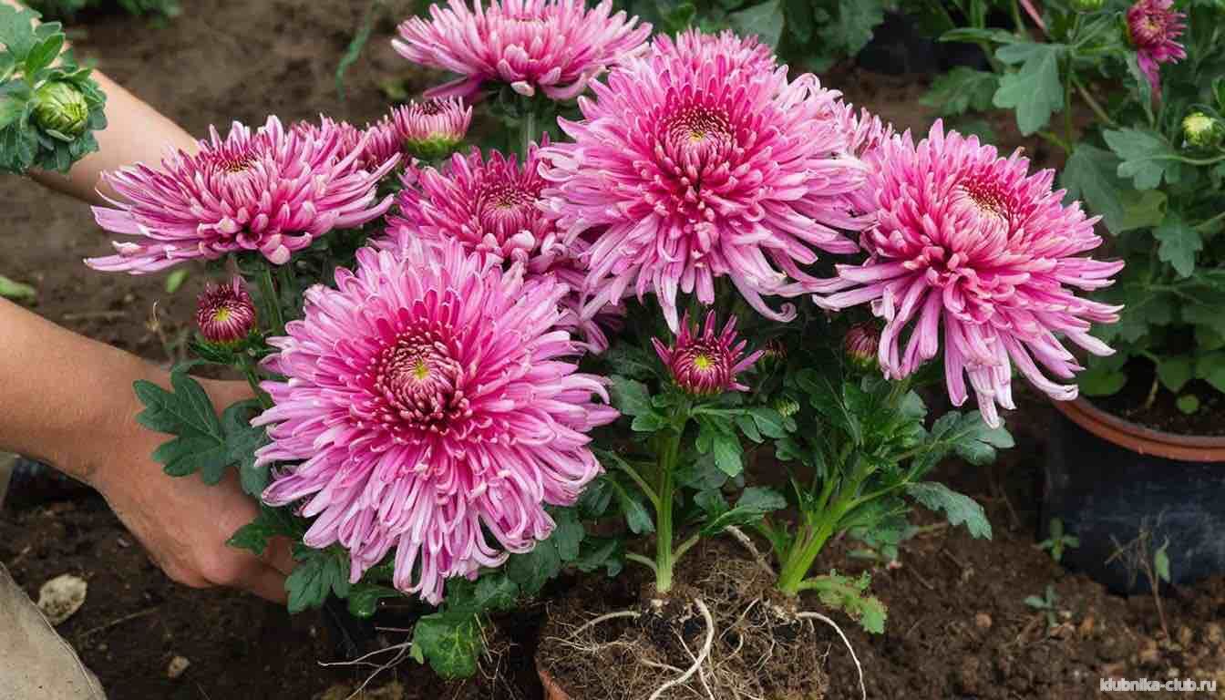 пересадка лучевидных хризантем