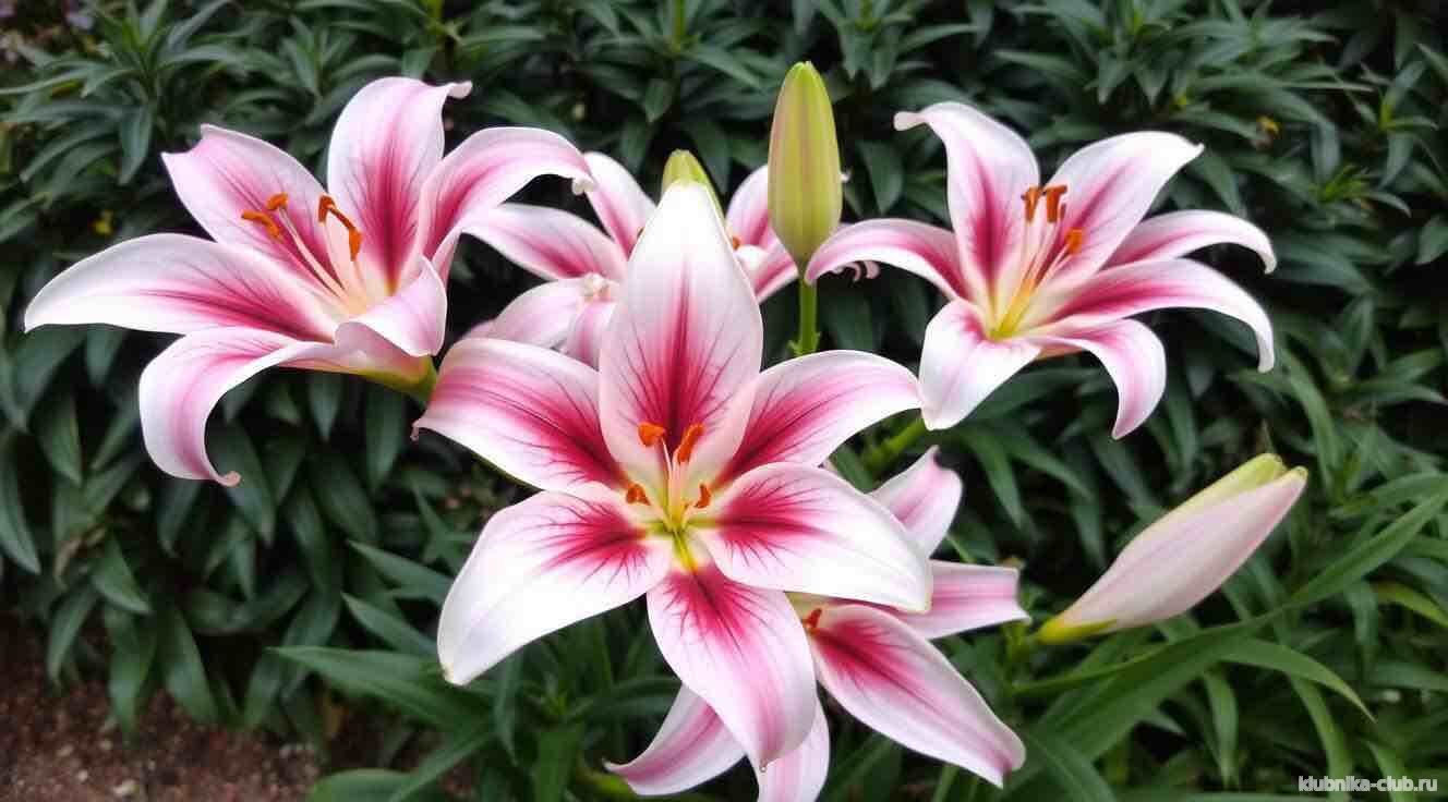 Лилия Анастасия