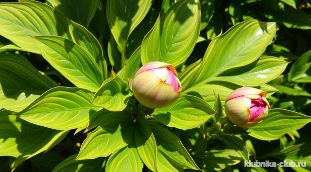 Почему не цветут пионы