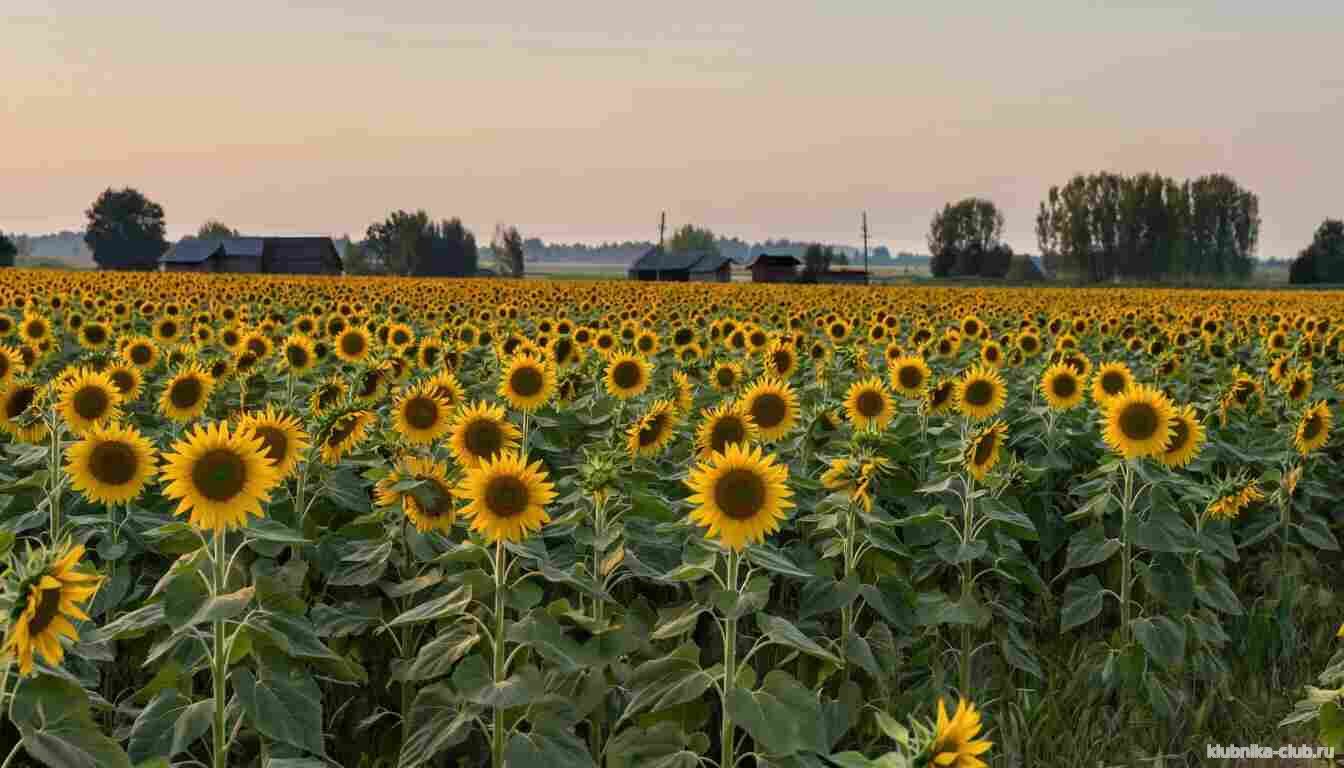 Экспорт масла