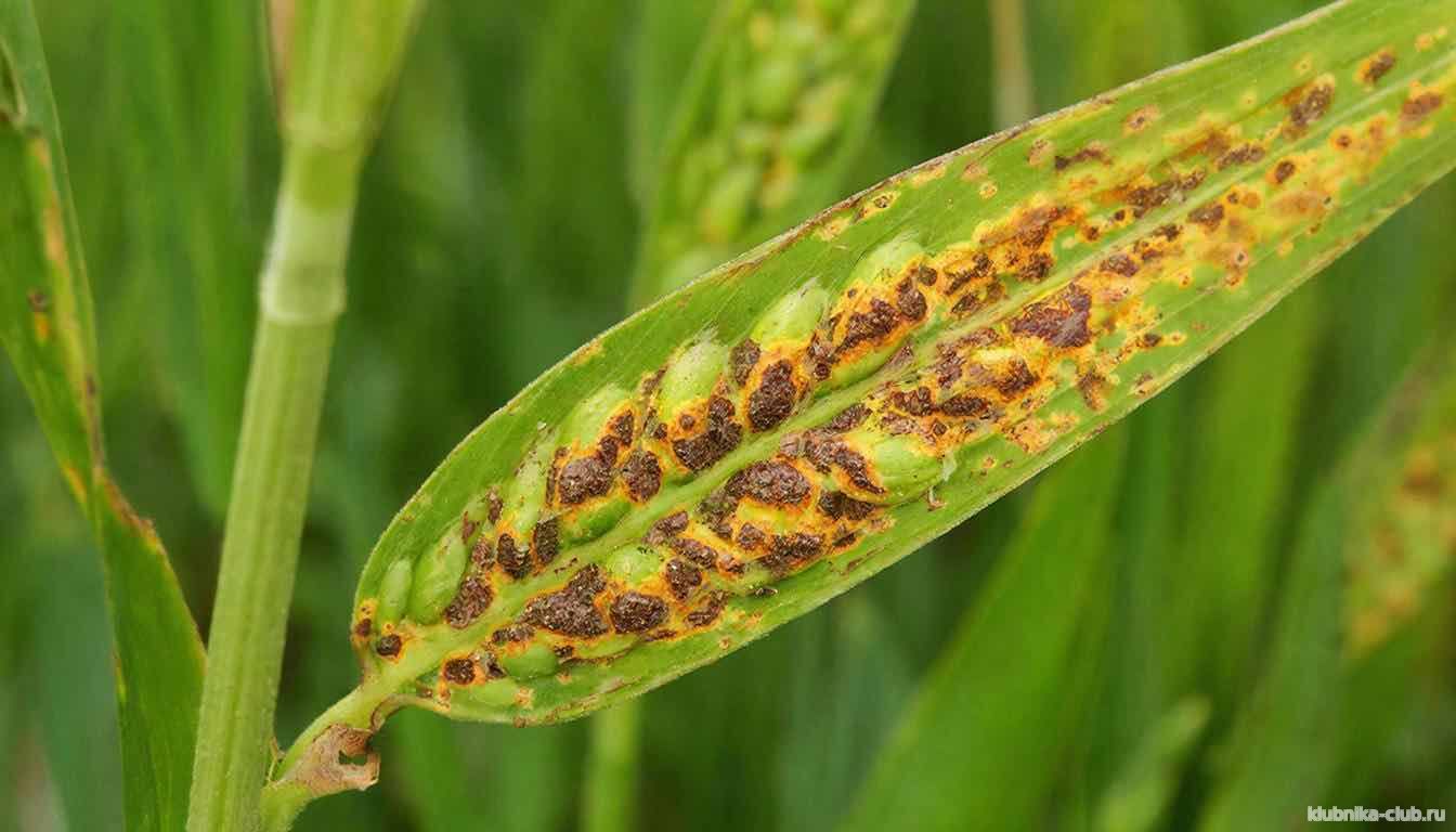 Ростовских аграриев предупреждают о сетчатой пятнистости ячменя