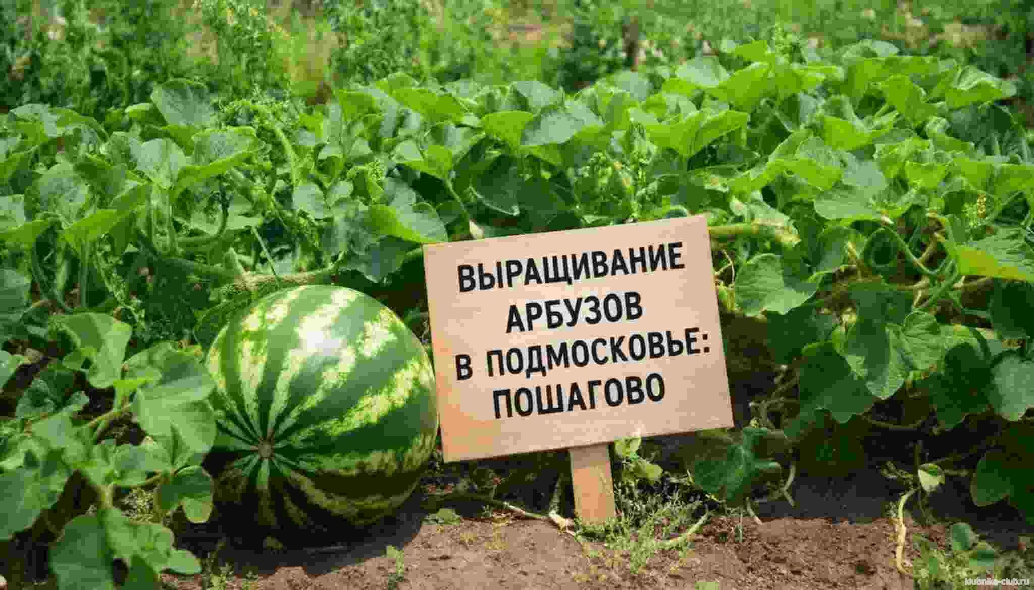 выращивание арбузов в подмосковье