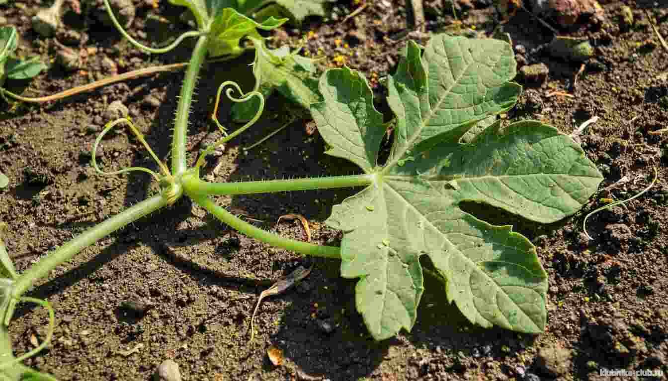 завязи арбуза