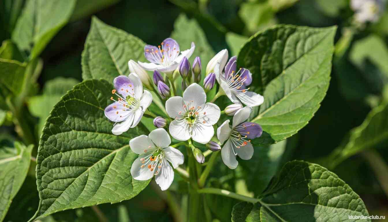 цветет картошка