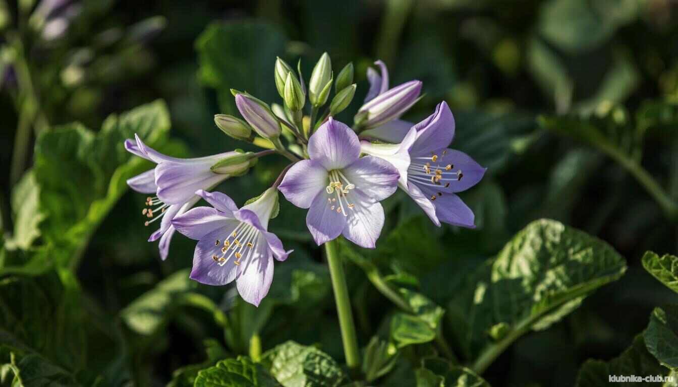 у картофеля обрывать цветки для чего