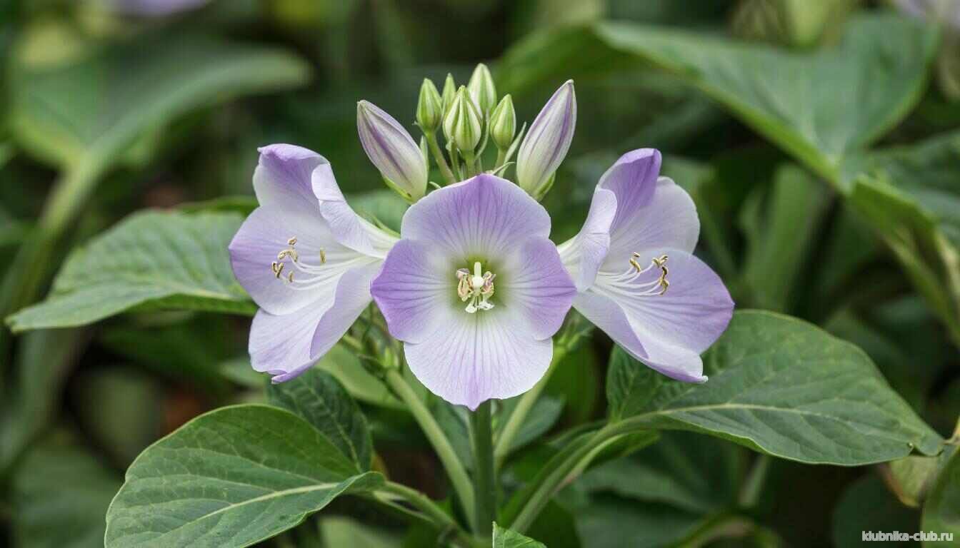 нужно ли обрывать цветы картошки