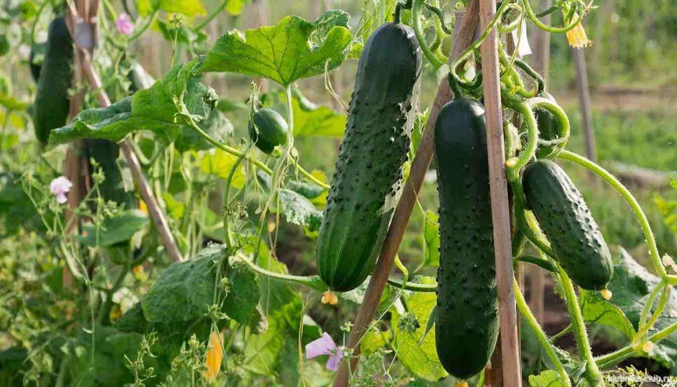 подкормка огурцов - каждый этап