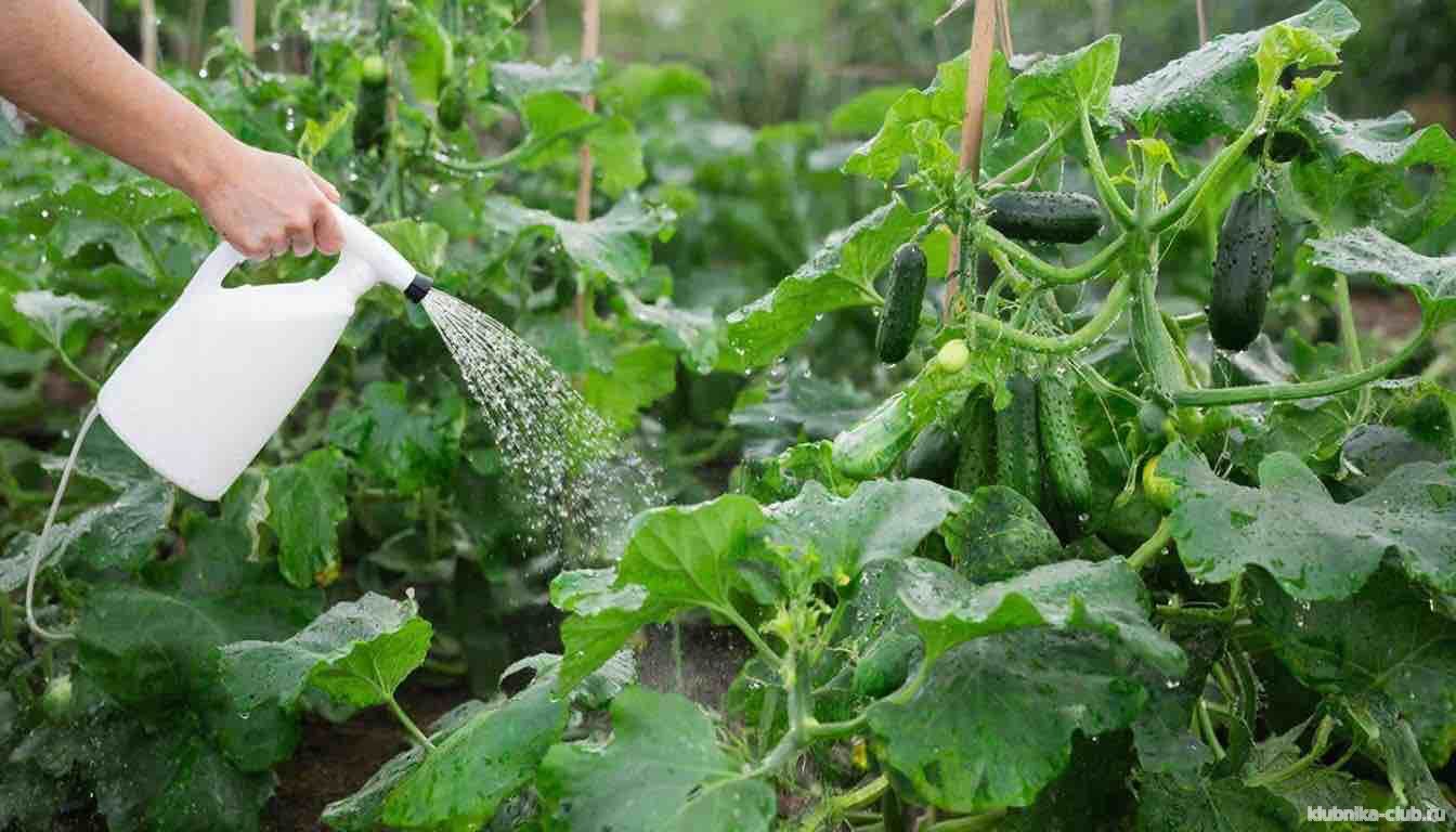 чем подкормить огурцы осенью