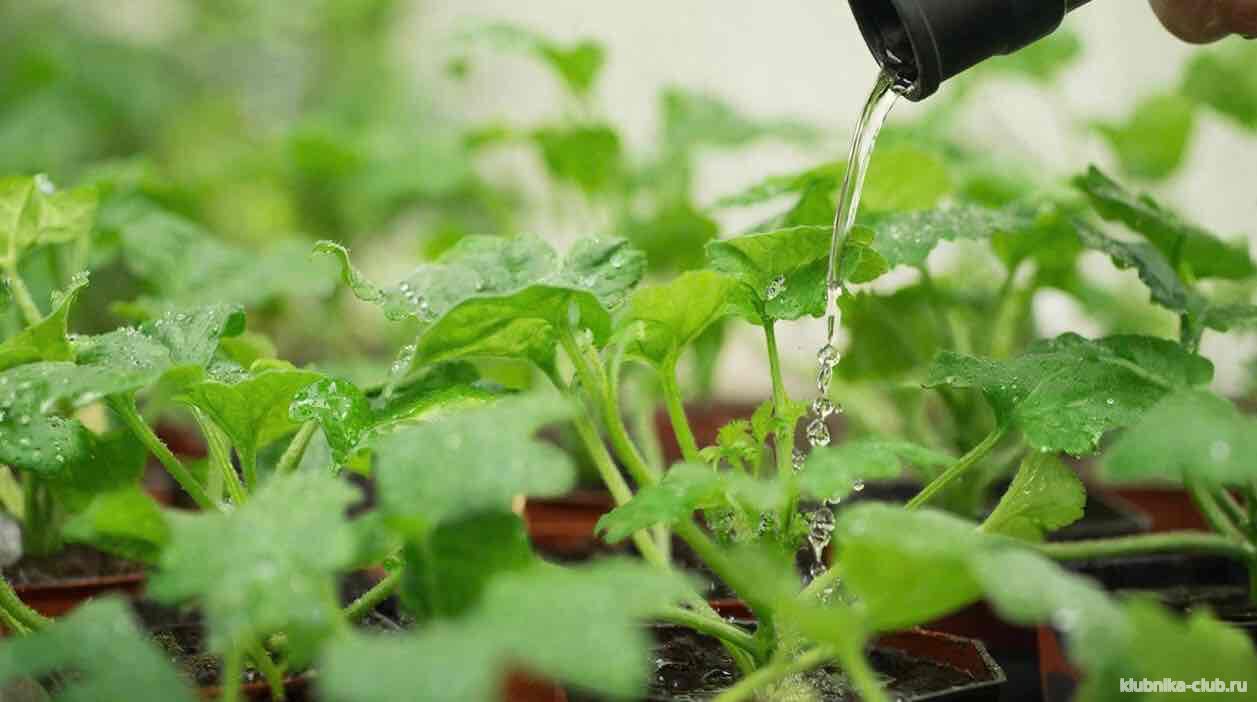 плдкормка рассады огурцов