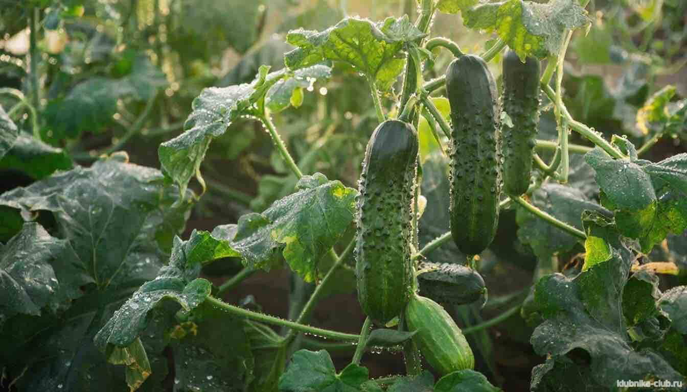 подкормка огурцов во время плодоношения