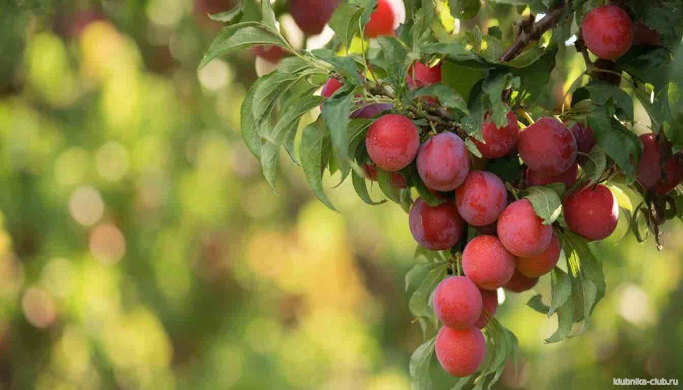 Агротехника «Маньчжурской красавицы» 