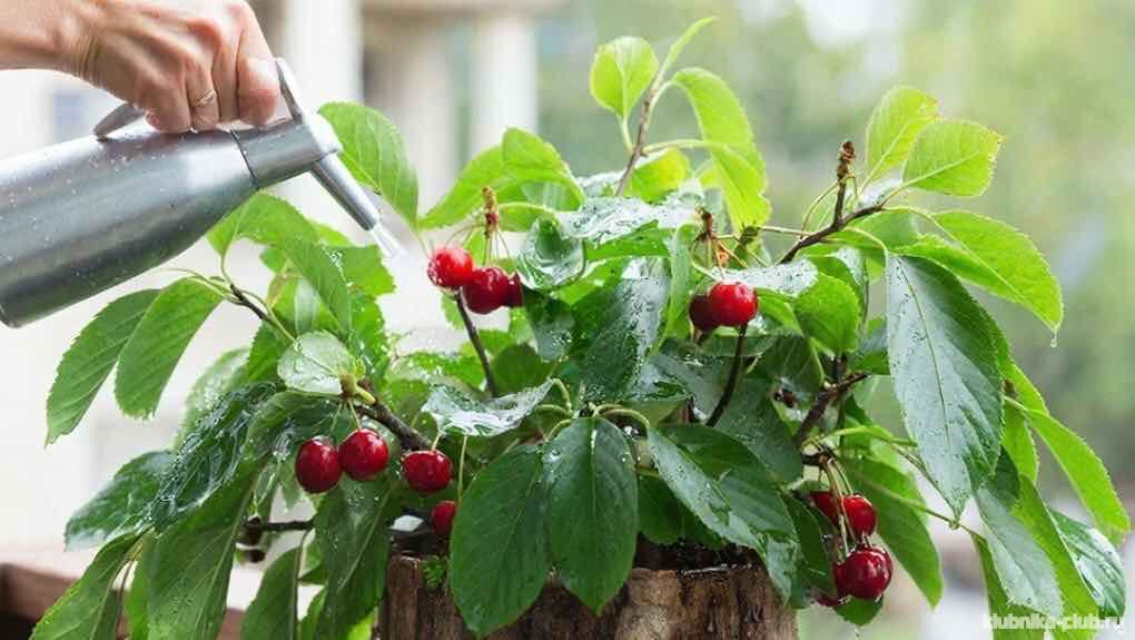 сбор урожая карликовой вишни