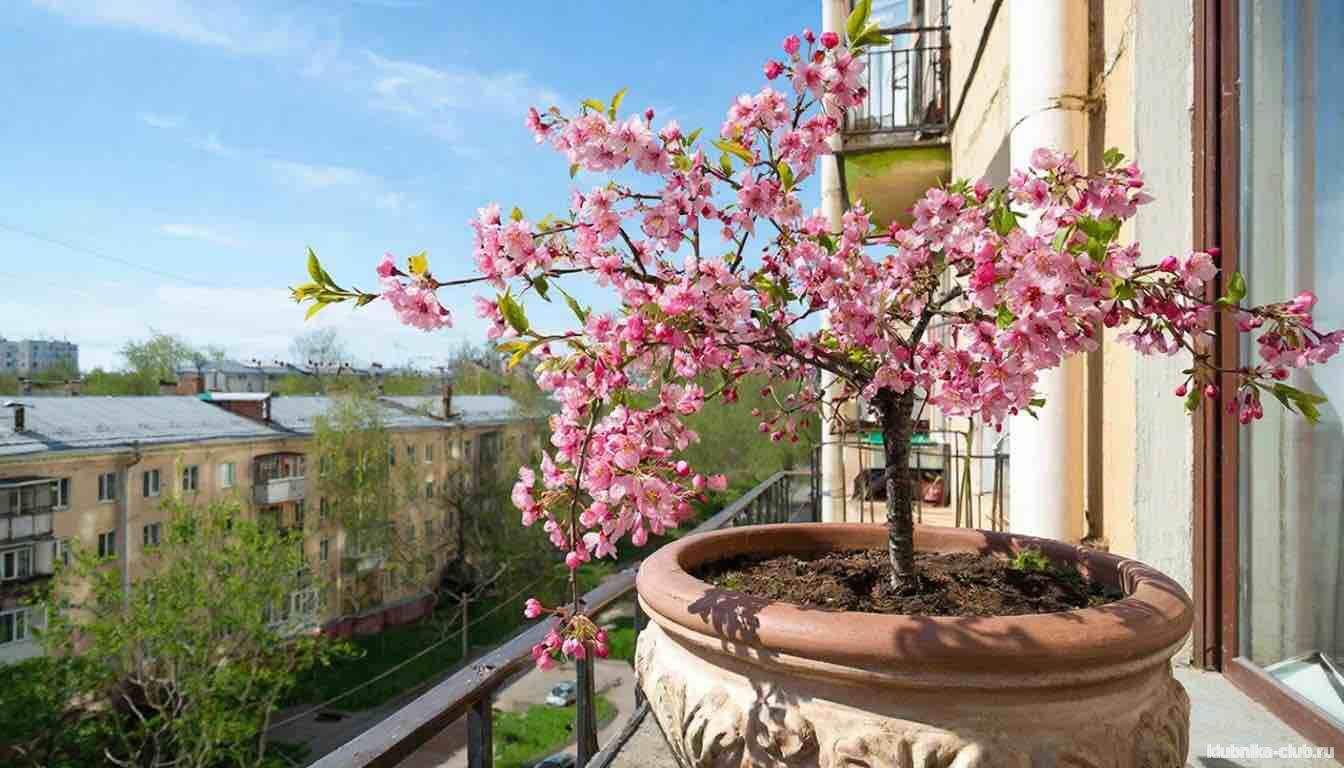 вишня стелла