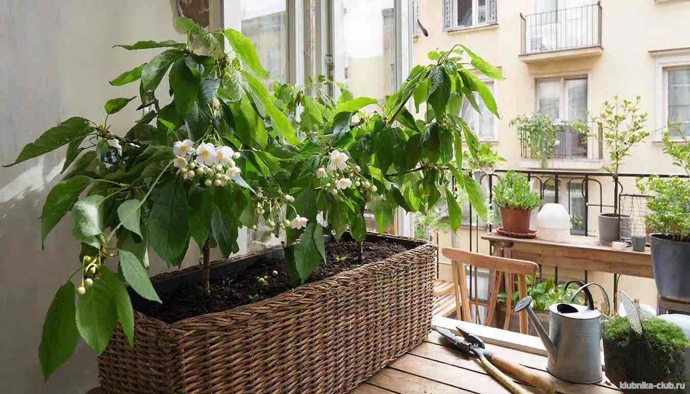 выращивание вишни в контейнере