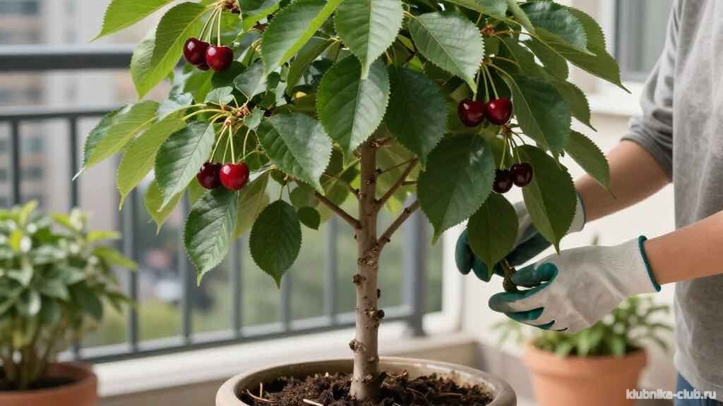 советы по выращиванию вишни в контейнере