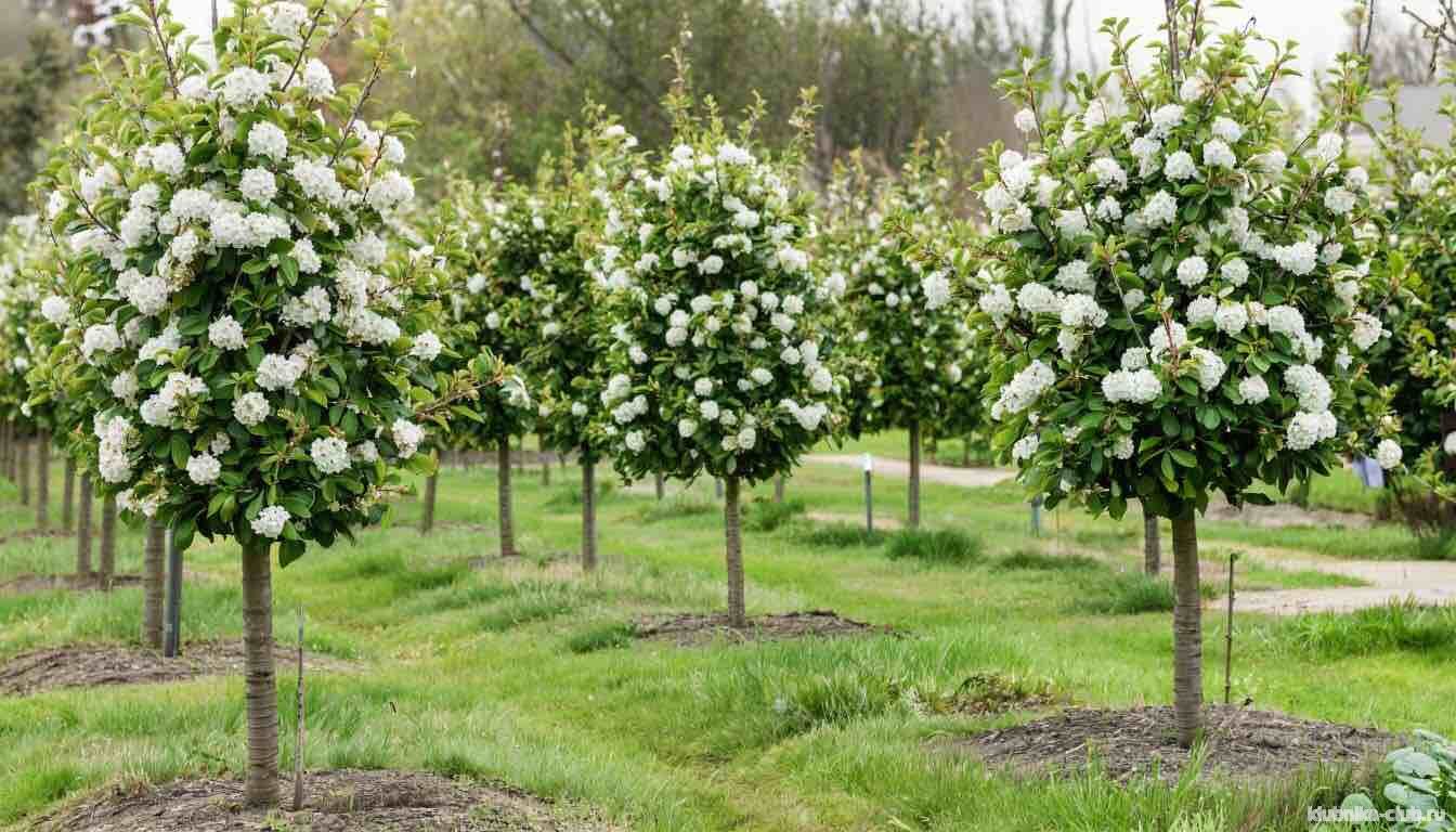 колоновидные яблони