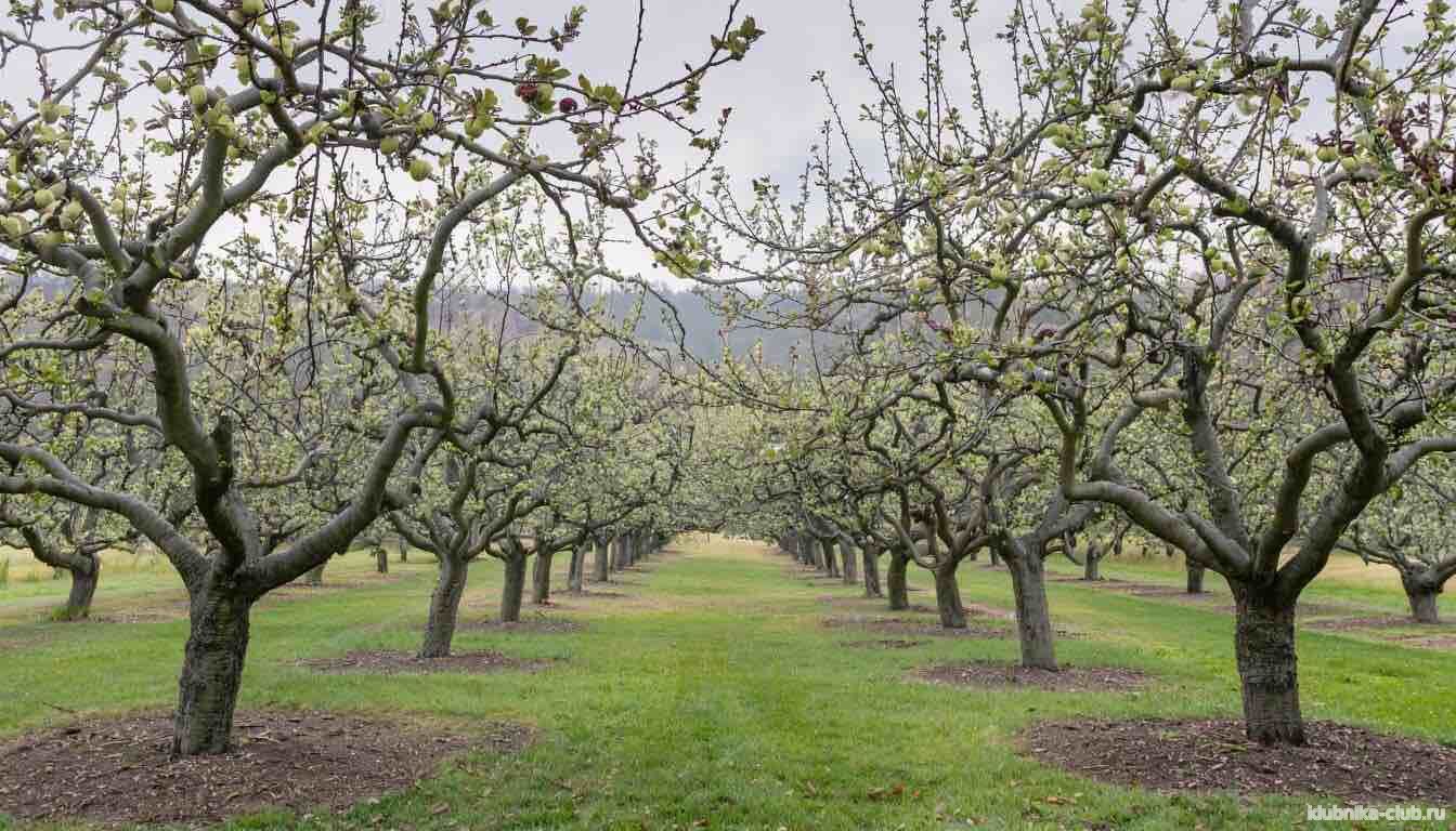 Не плодоносит яблоня что делать