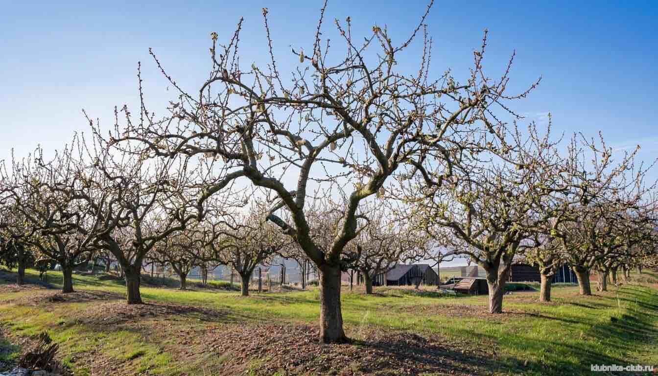 почему не плодоносит яблоня и что нужно делать если так происходит