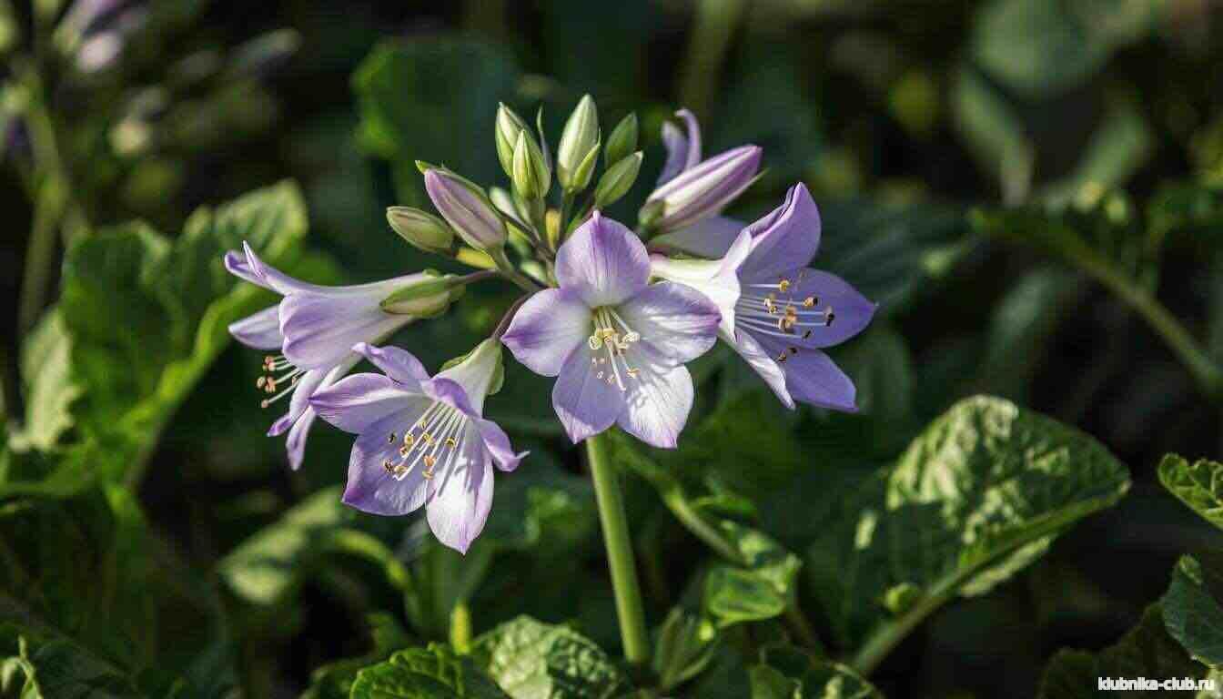 Болезни клубники