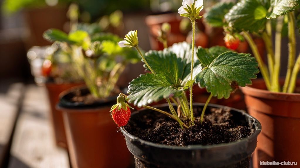 клубника луна фото