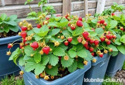 Барон солемахер на даче
