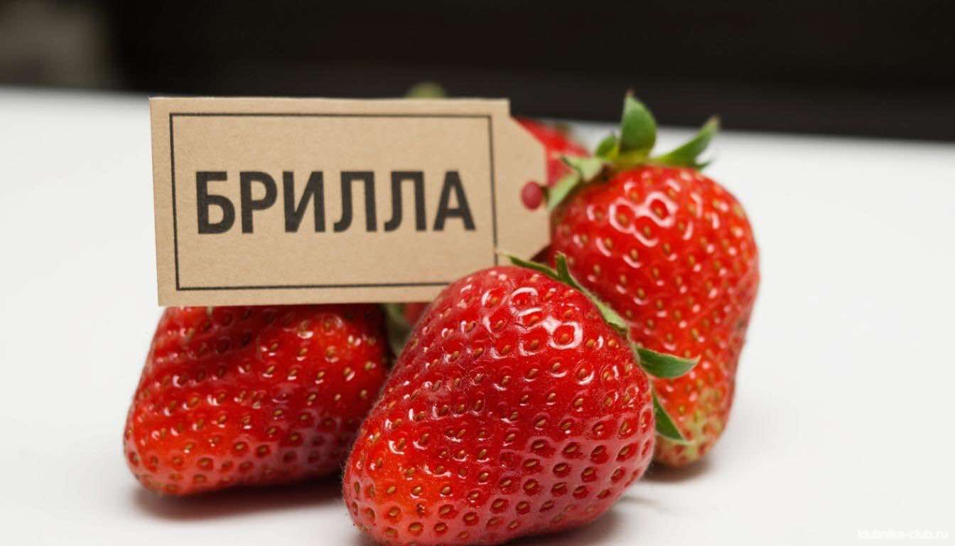 Брилла популярный сорт земляники