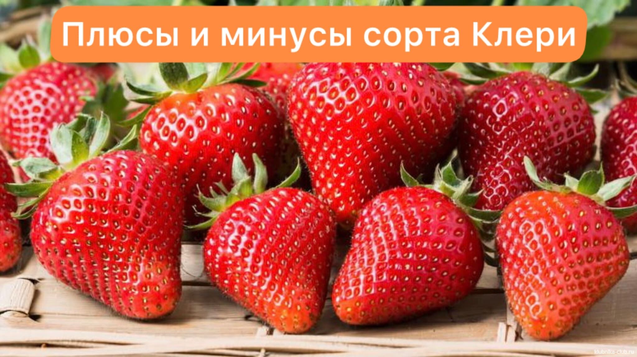 Плюсы и минусы сорта клубники Клери