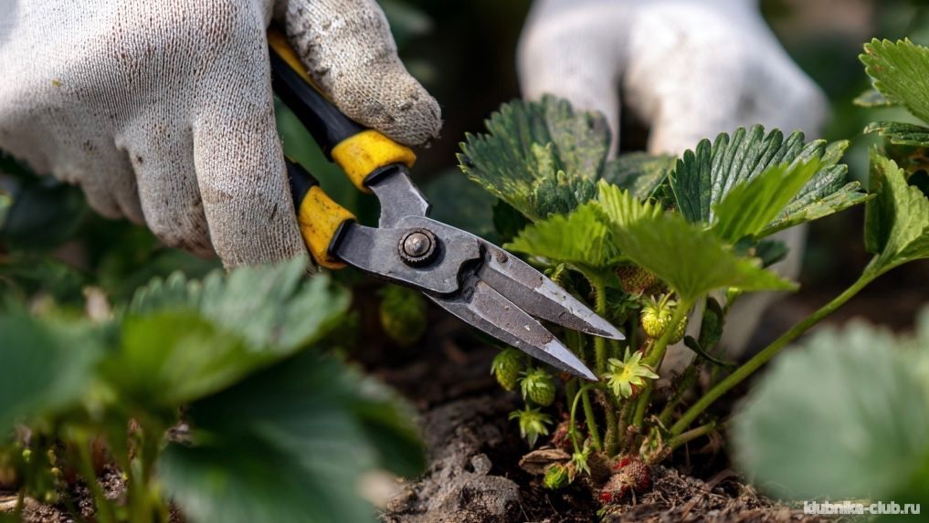 советы по обрезке усов клубники