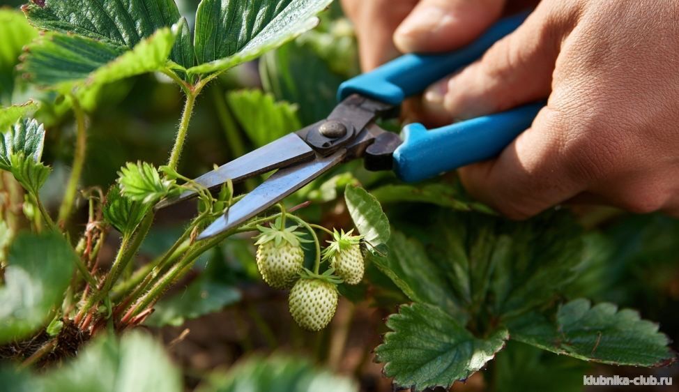 Правильная обрезка усов клубники