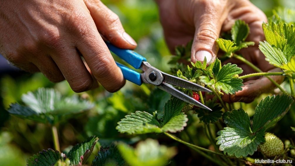 Уход за клубникой обрезка усов