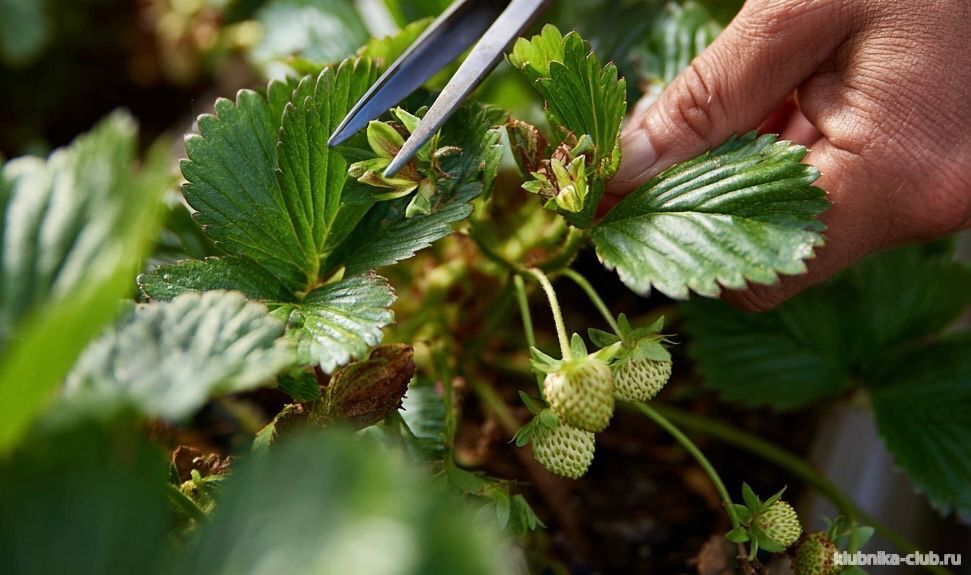 как размножить клуюнику усами