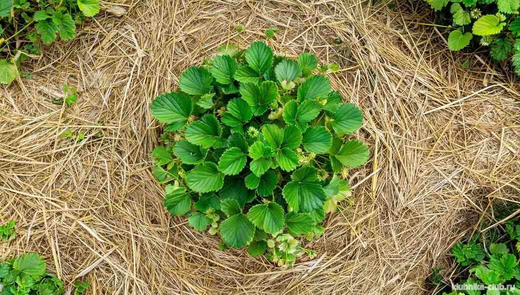 Мульчирование клубники соломой