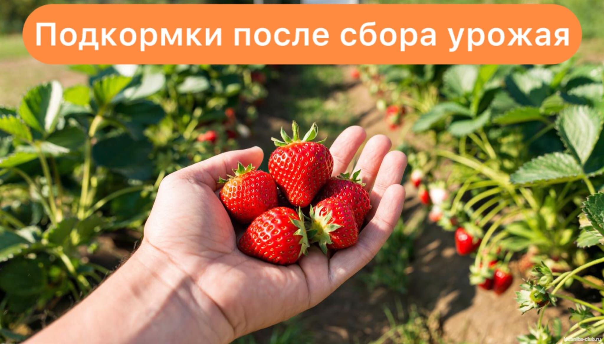 Чем подкормить клубнику после урожая