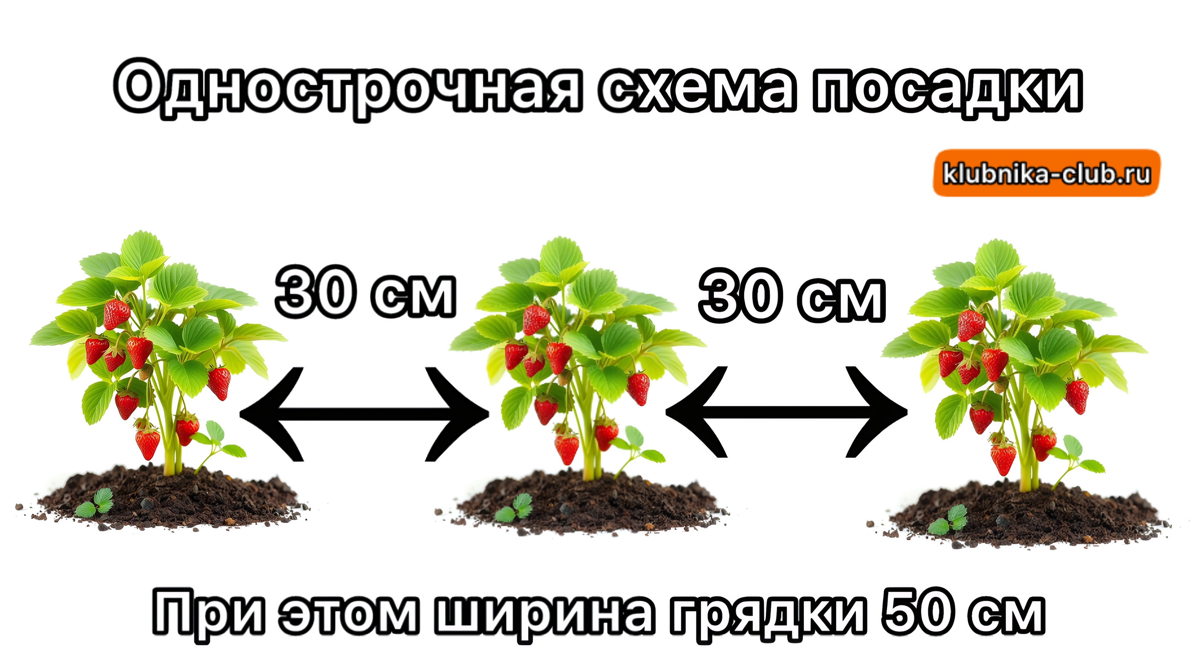 однострочная схема посадки клубники