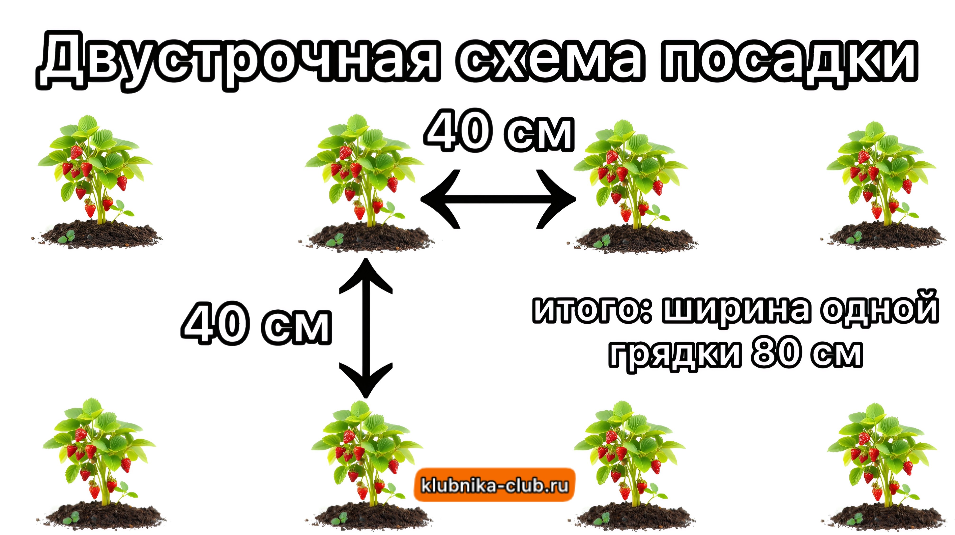 посадка клубники схема