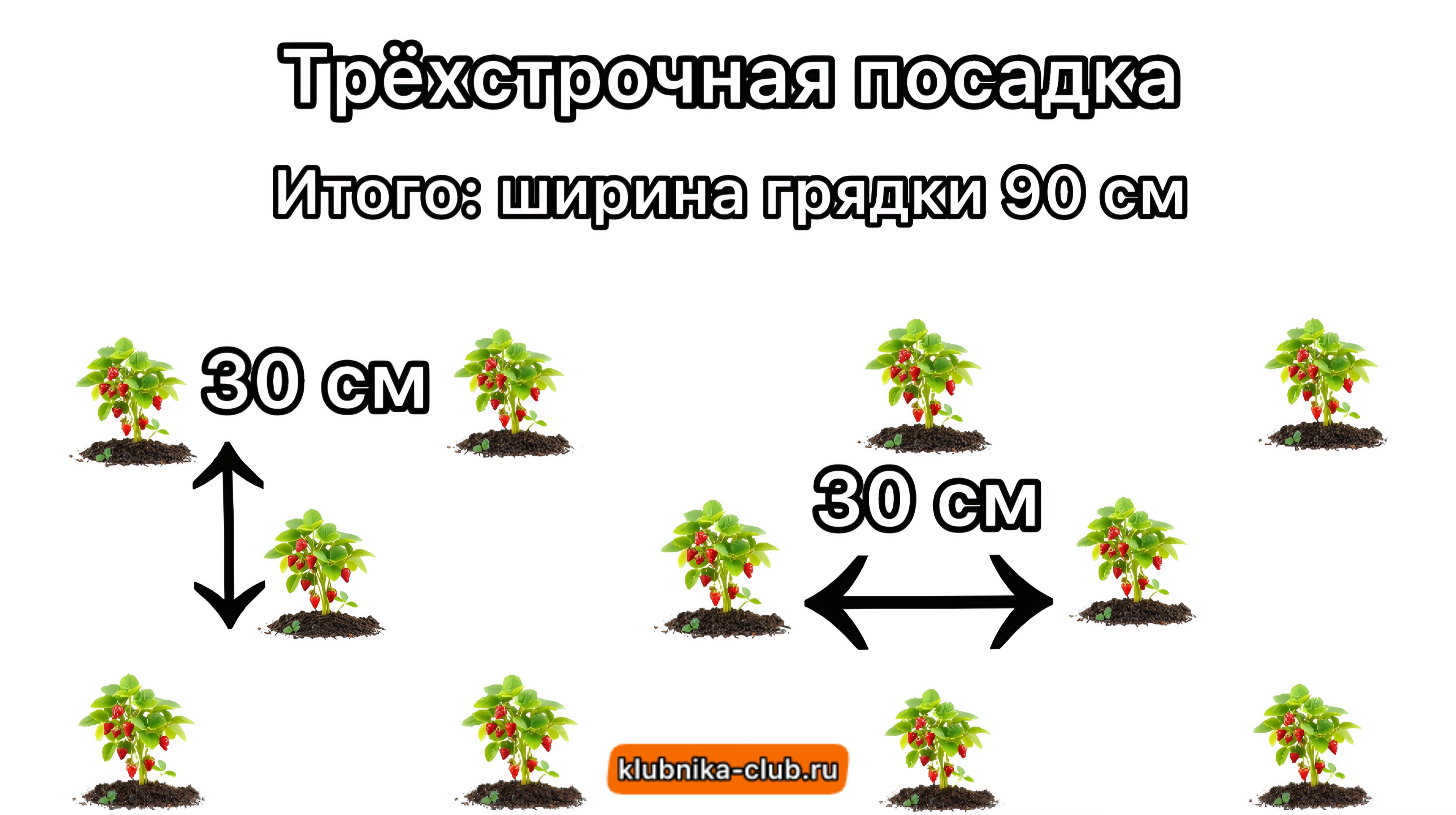 трёхстрочная схема посадки клубники