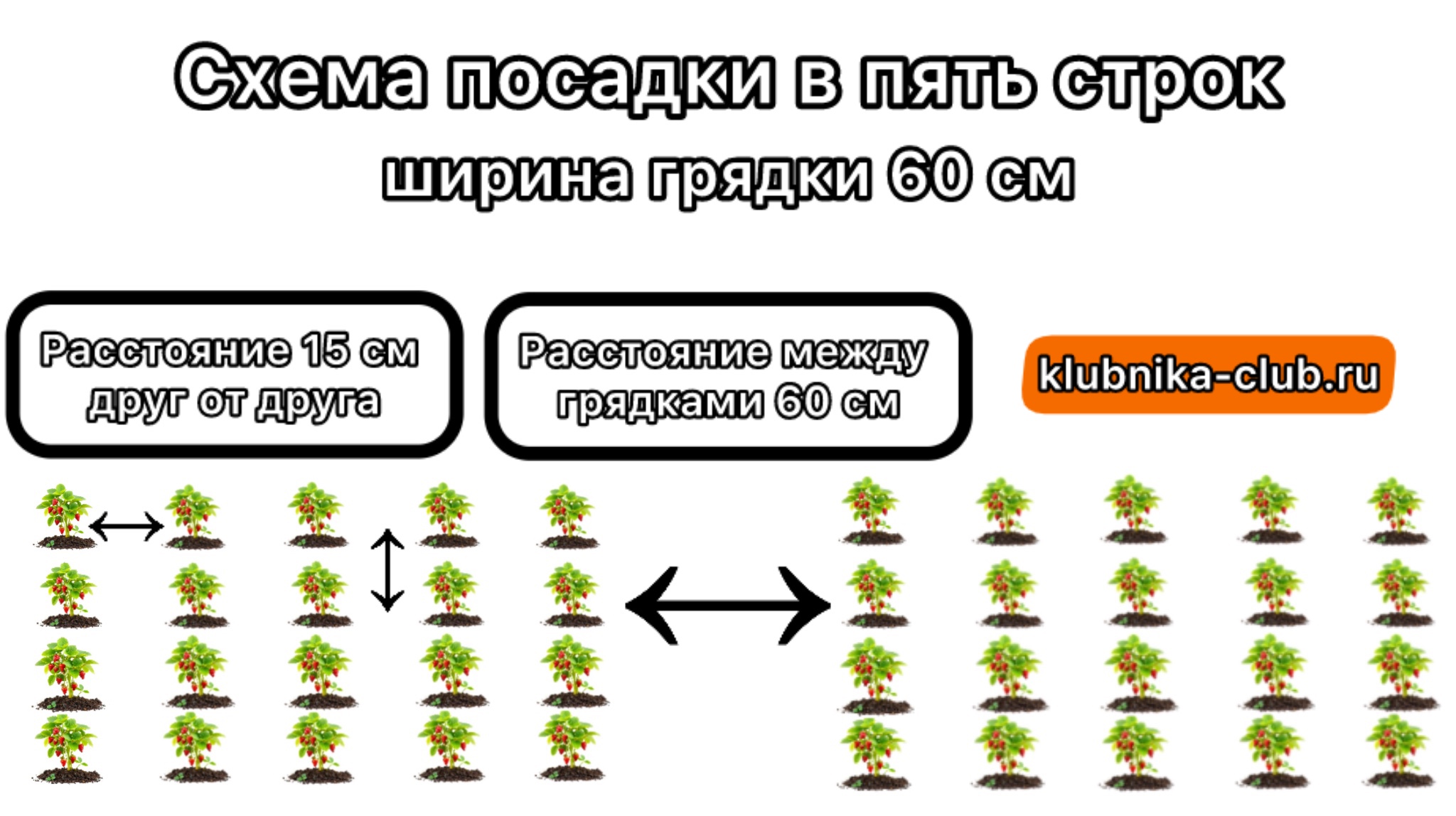 пятистрочная схема посадки клубники