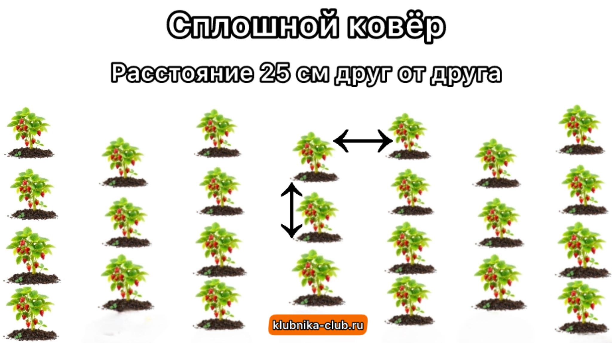 схема посадки клубники сплошной ковёр