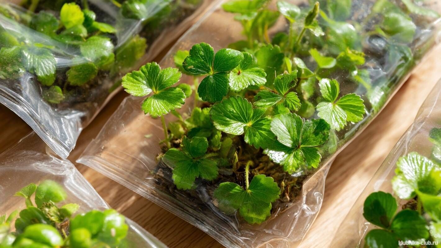 Сорта клубники для выращивания в Сибири