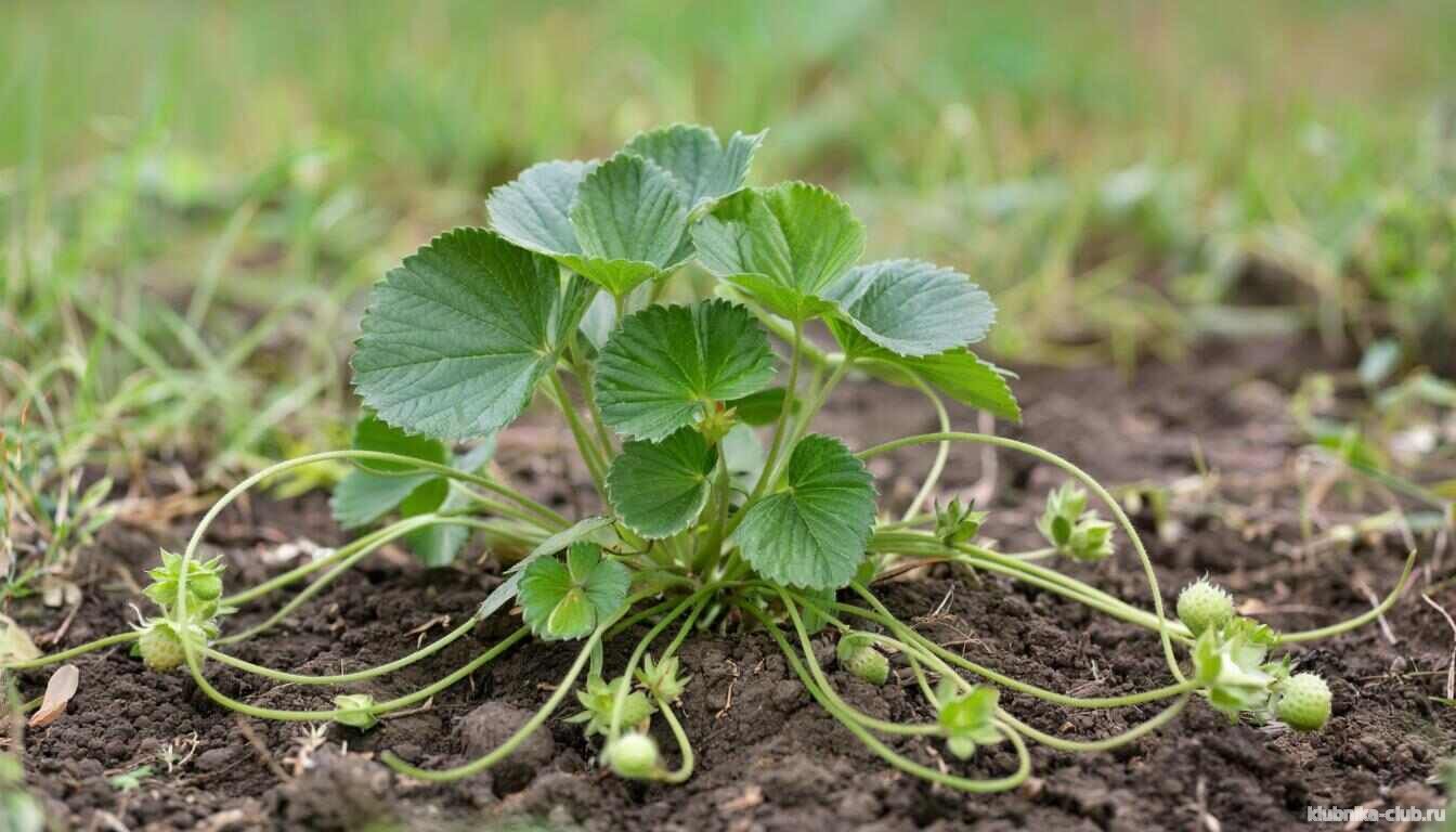 усы клубники