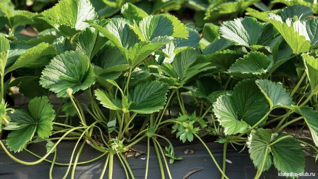 Усы у клубники