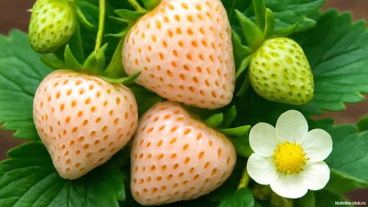 клубника анабланка